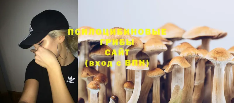 как найти закладки  Валдай  Галлюциногенные грибы Cubensis 